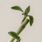 KAINE Green Calm Aqua Soothing Cream